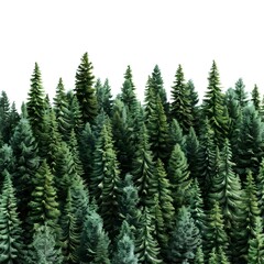 Obraz premium Lush Green Forest with Tall Evergreen Trees Against White Background