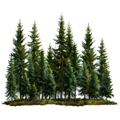 Obraz premium Beautiful Evergreen Forest in Natural Setting with Lush Green Foliage