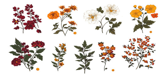 Obraz premium Detailed vintage botanical illustration set capturing the essence of autumn flowers and colorful twigs, celebrating the season with vivid colors and intricate nature-inspired designs.
