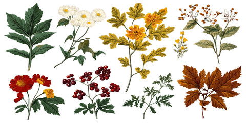 Autumn flowers in a vintage botanical set, complete with colorful berries and leaves, showcased in a stunning vector illustration full of fall’s charm