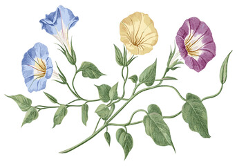 Colorful autumn flowers and twigs featured in a vintage botanical illustration set, offering an elegant and artistic representation of the fall season in stunning, vivid detail.