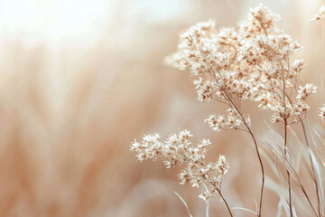Naklejka premium Delicate dried flowers in warm golden light, evoking a serene and nostalgic mood.