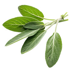 Obraz premium Sage leaves isolated