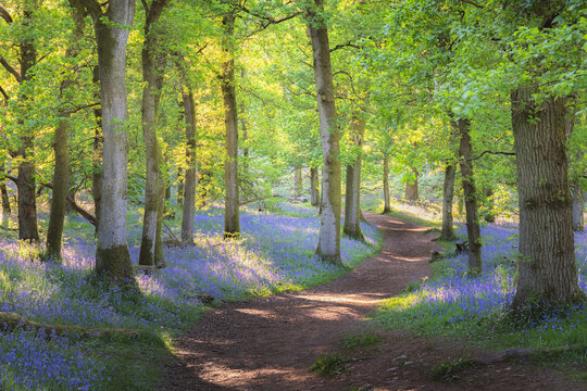 A tranquil woodland path surrounded by colourful bluebells and dappled sunlight in a serene springtime forest in Kinclaven, Scotland.