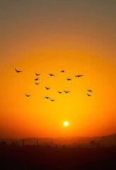 Fototapeta premium Birds Silhouetted Flying Across Warm Sunset Landscape with Copy Space