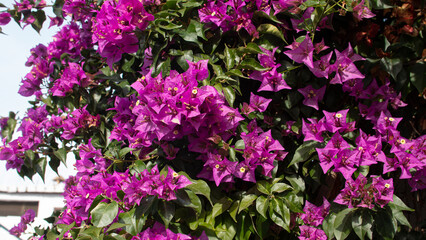 Close-up of purple flowers of the climbing plant bouganvillea