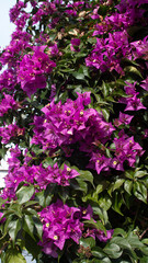 Close-up of purple flowers of the climbing plant bouganvillea