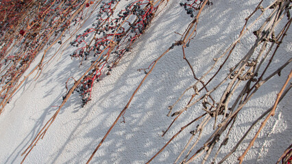 Small fruits of a climbing plant on a white wall
