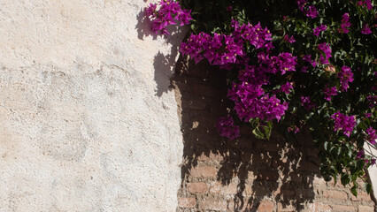 Detail of bouganvillea flowers on a white and brick wall