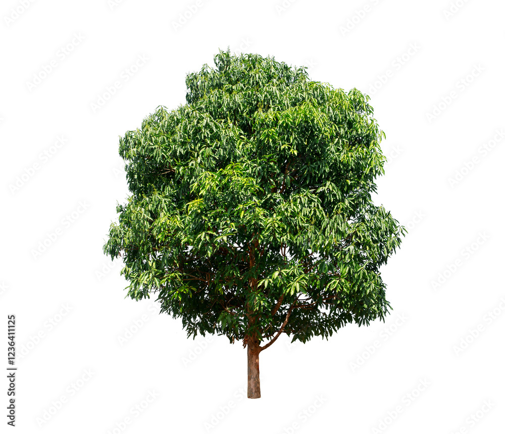 Wall mural green tree isolated on transparent background with clipping path, single tree with clipping path and
