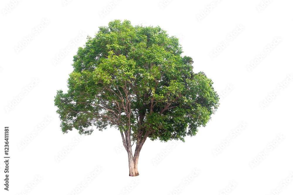 Wall mural green tree isolated on transparent background with clipping path, single tree with clipping path and