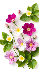 Obraz premium Set with different beautiful primula (primrose) flowers on white background, banner design. Spring blossom, minimalism. isolated with white shades