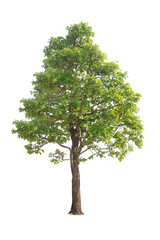 Fototapeta premium Green tree isolated on transparent background with clipping path, single tree with clipping path and alpha channel. are Forest and foliage in summer for both printing and web pages. 