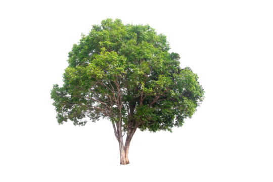 Green tree isolated on transparent background with clipping path, single tree with clipping path and alpha channel. are Forest and foliage in summer for both printing and web pages. 