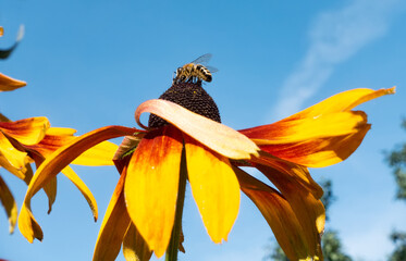 A bee collects pollen from a flower