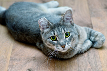 Grey tabby cat lies on the floor
