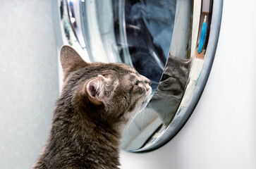 A curious cat peeks into the washing machine