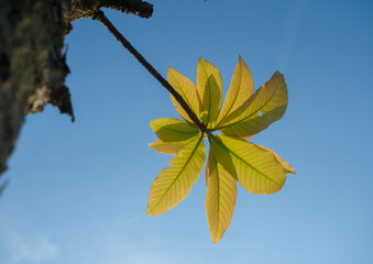 Obraz premium Trees sprout new leaves in summer.