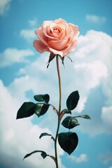 Fototapeta premium Pink rose in blue sky with fluffy white clouds.