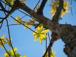 Trees sprout new leaves in summer.