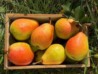 Ripe pears fresh juicy fruits.