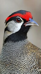 HD Phone Wallpaper Striking Close up of Red crested Turaco Bird Vibrant Plumage Detailed Feathers Exotic Avian Wildlife