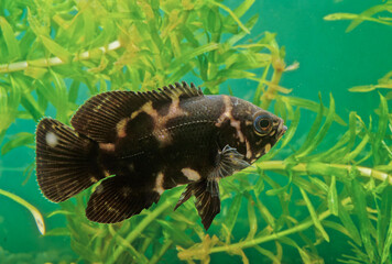 Astronotus crassipinnis