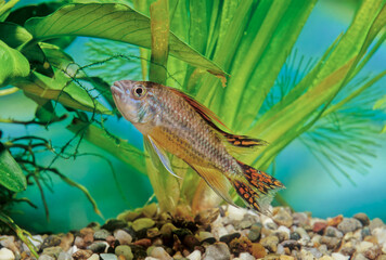 Apistogramma cacatuoides