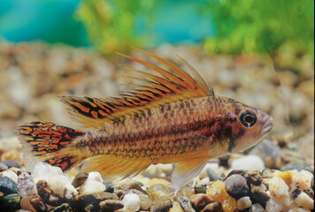 Apistogramma cacatuoides