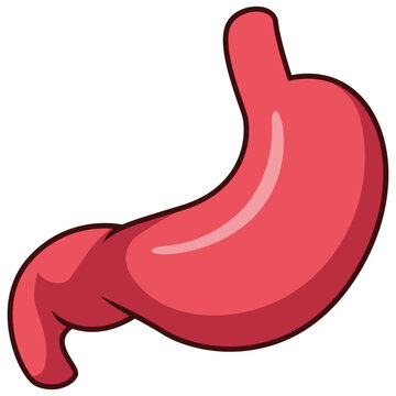 Cartoon human stomach isolated on white background