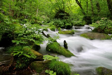 初夏の奥入瀬渓流（青森県・十和田市）