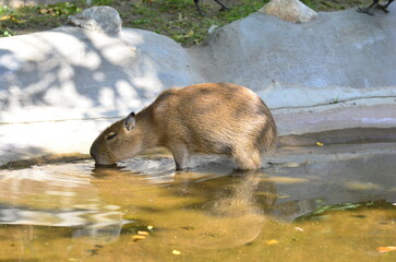 Capybara drinks water from a pond