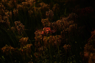 旬が過ぎかけの曼殊沙華