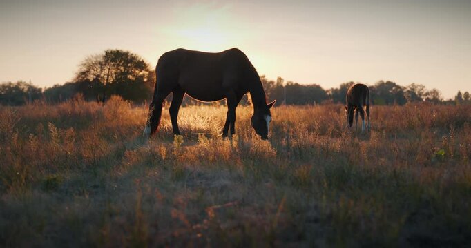 Herd of Horses Grazing on Field Pastures on Countryside. Rural Scene 4K 10-bit