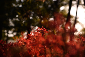 西陽の中の曼殊沙華