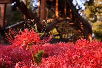 西陽の中の曼殊沙華と橋
