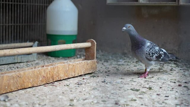 A Rock Pigeon (Columba livia domestica) watches intently on camera from inside a loft with a feeder and drinker.