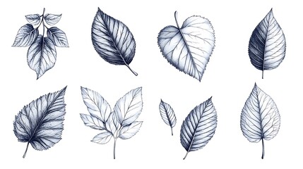 Obraz premium Artistic illustration of various leaf species natural setting botanical art