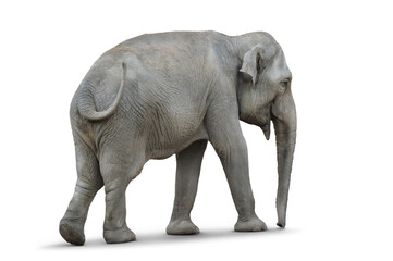 Elefant 1