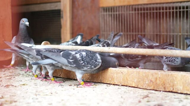 Close-up of Rock Pigeons (Columba livia domestica) eating at a wooden feeder in a pigeon loft in Buenos Aires.