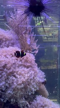 Clownfish and sea urchin interaction in vibrant aquarium environment
