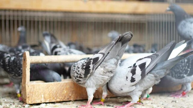 Close-up of Rock Pigeons (Columba livia domestica) eating at wooden feeders in a South American pigeon loft.