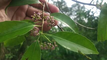 A hand holds a branch with tiny pink buds and light pink flowers, captured in a close-up shot. The elongated green leaves with blurred background.