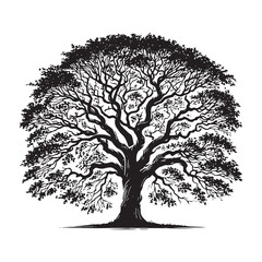 High-quality Elm Tree silhouette with intricate linework and leaf details - Elm Tree silhouette - Elm Tree vector - Elm Tree illustration - Elm silhouette - Elm vector
