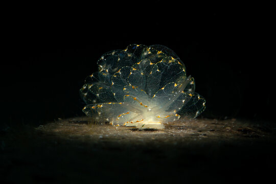 Elegant Butterfly Slug (Cyerce elegans). Underwater macro photography from Romblon, Philippines
