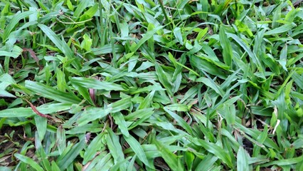 green grass in the garden