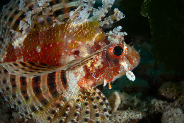 Scorpaena is a widespread genus of marine ray-finned fish. Underwater macro photo was taken in the island Romblon, Philippines