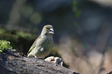A female European greenfinch (Carduelis chloris). Bird sitting on a branch. Bird of Europe. Songbird in the nature habitat.