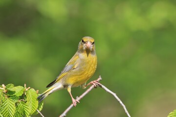 A male European greenfinch (Carduelis chloris). Bird sitting on a branch. Bird of Europe. Songbird in the nature habitat.