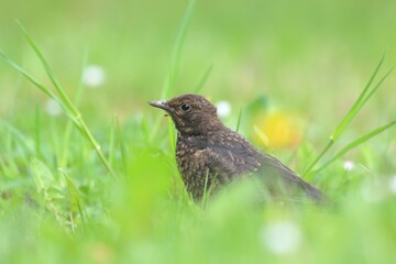 Close up portrait of a young blackbird. Blackbird sitting on the ground. common blackbird in the nature environment. Eurasian blackbird. Czech republic. Turdus merula